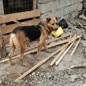 1+ year Male Mixed Breed German Shepherd