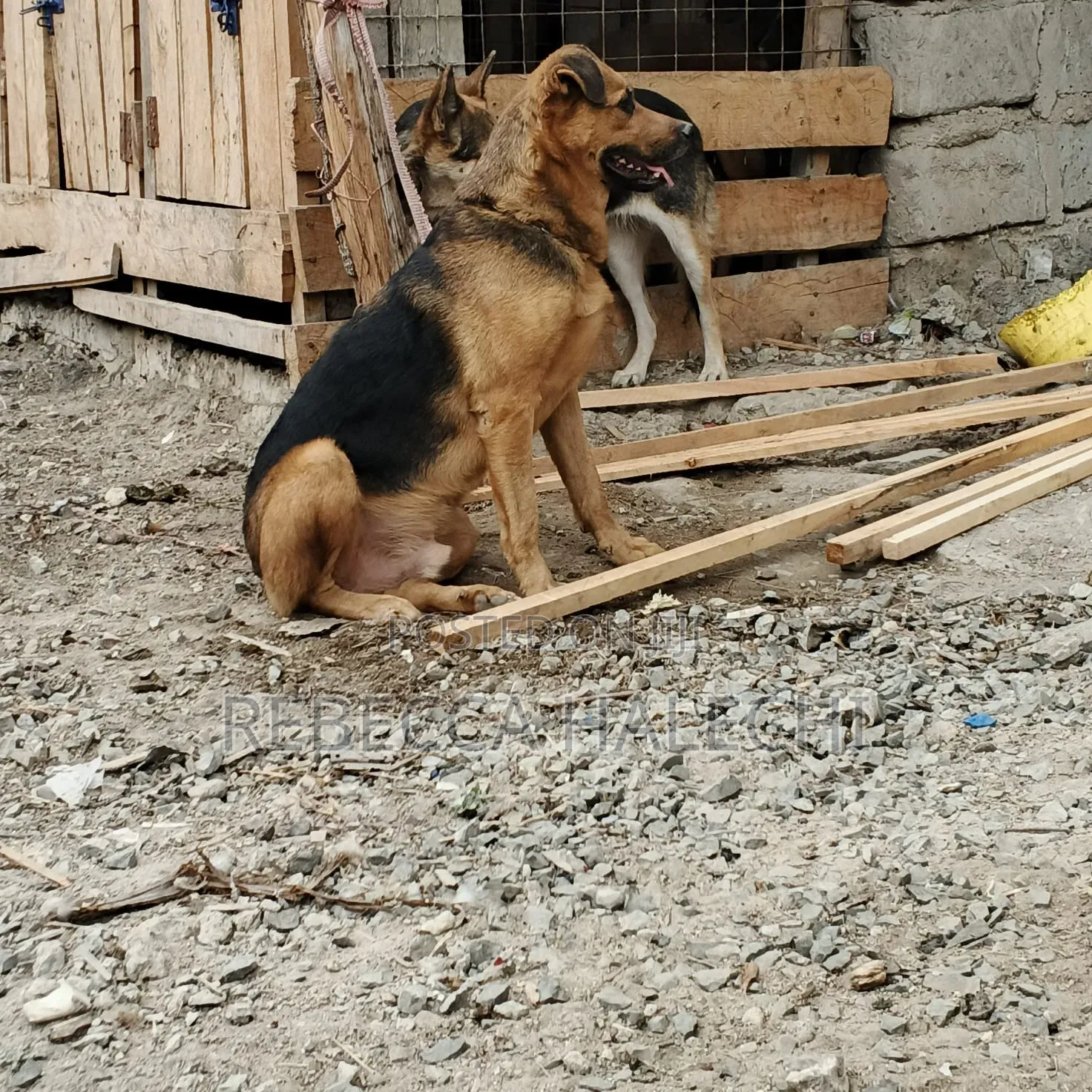 1+ year Male Mixed Breed German Shepherd