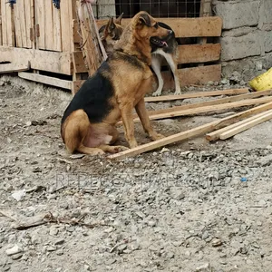 1+ year Male Mixed Breed German Shepherd