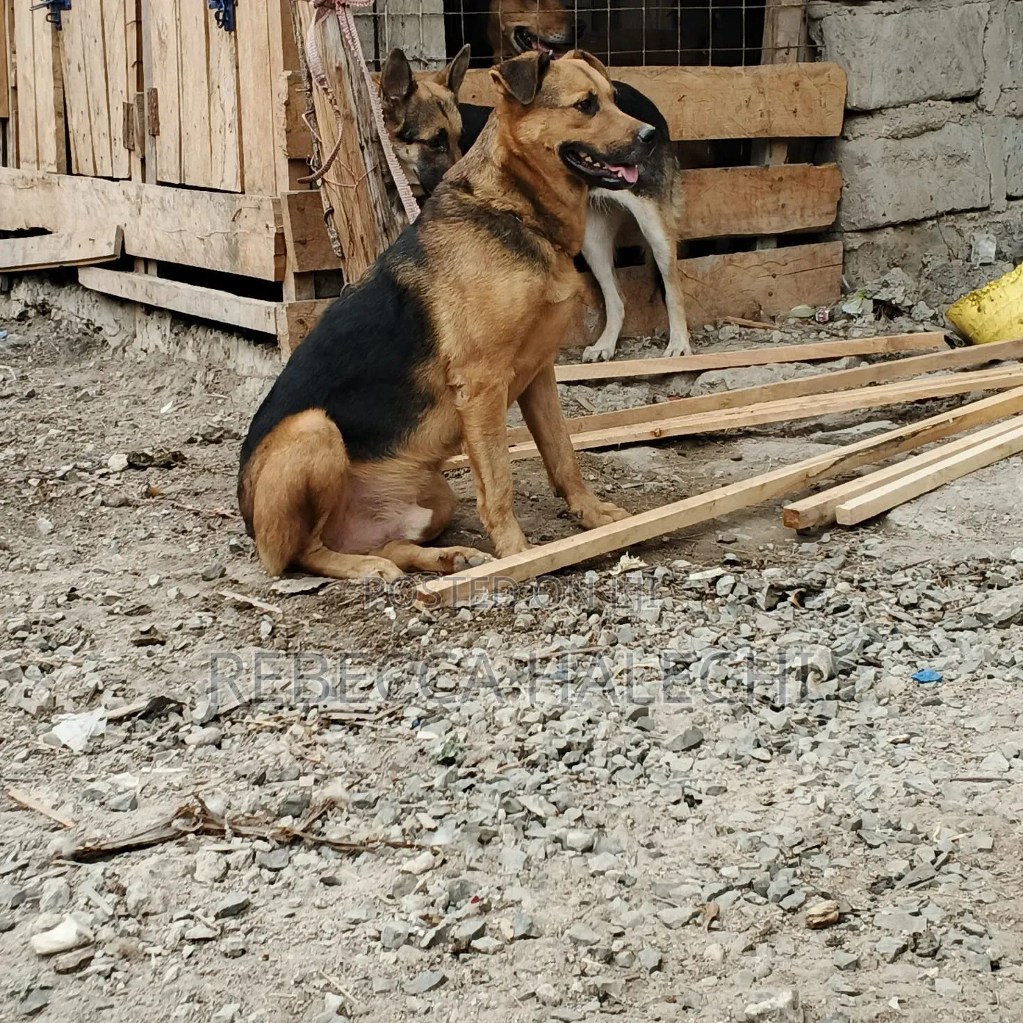 1+ year Male Mixed Breed German Shepherd