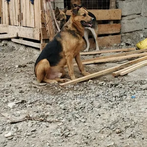 1+ year Male Mixed Breed German Shepherd