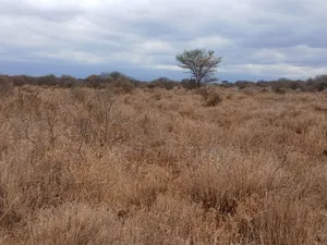 Prime Distress Deal! 58 Acres in Kimana,Amboseli NP Next to Sopa Lodge
