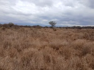 Prime Distress Deal! 58 Acres in Kimana,Amboseli NP Next to Sopa Lodge