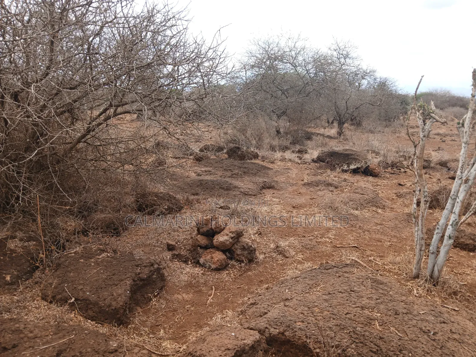 Prime Distress Deal! 58 Acres in Kimana,Amboseli NP Next to Sopa Lodge