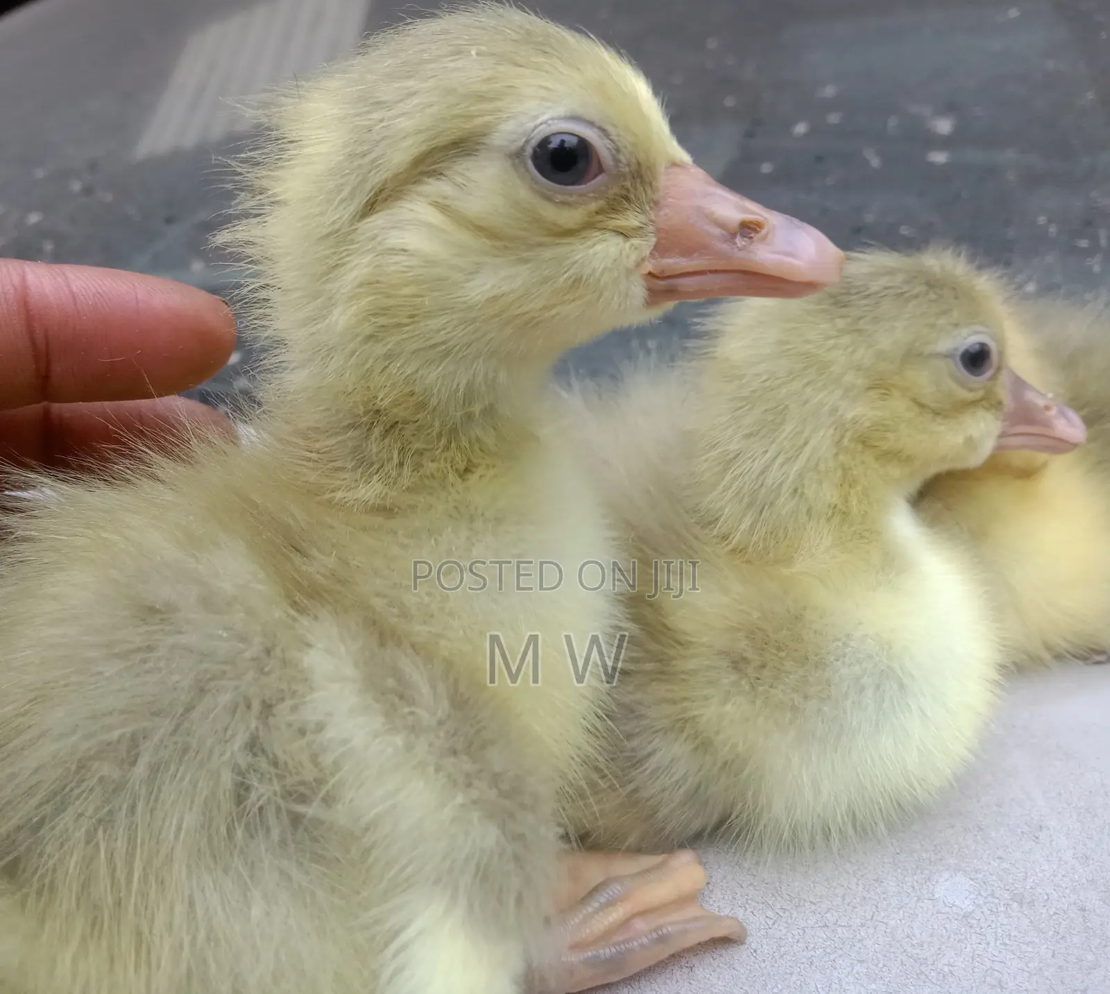 Gosling/Goose/Geese Hatchlings