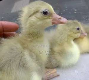 Gosling/Goose/Geese Hatchlings