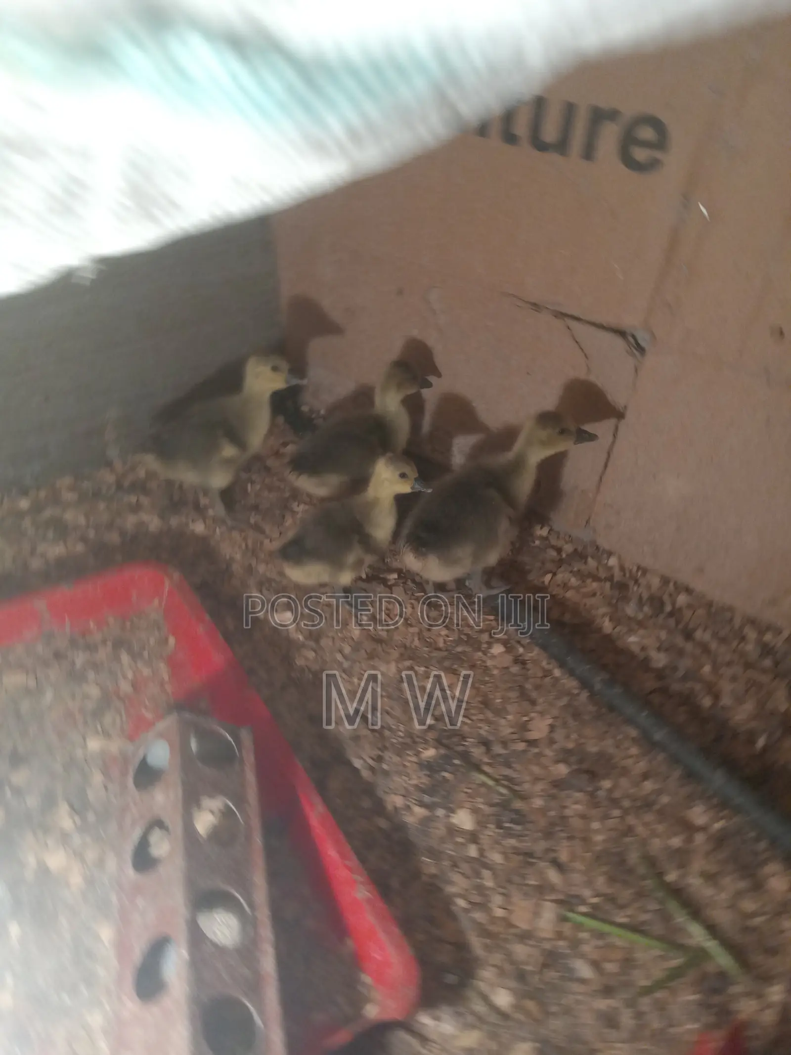 Gosling/Goose/Geese Hatchlings