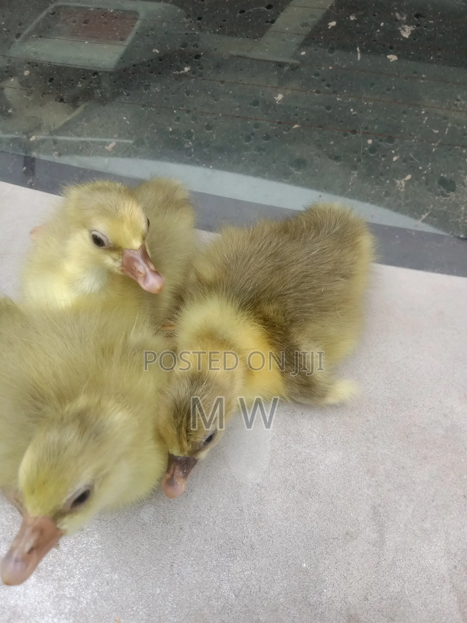 Gosling/Goose/Geese Hatchlings