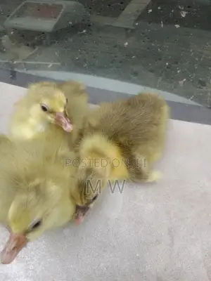 Gosling/Goose/Geese Hatchlings