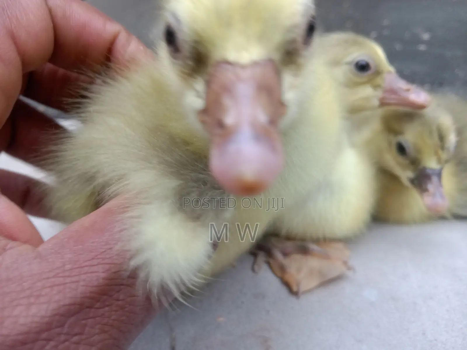Gosling/Goose/Geese Hatchlings
