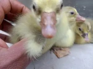 Gosling/Goose/Geese Hatchlings