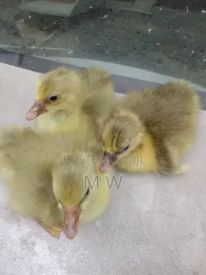 Gosling/Goose/Geese Hatchlings