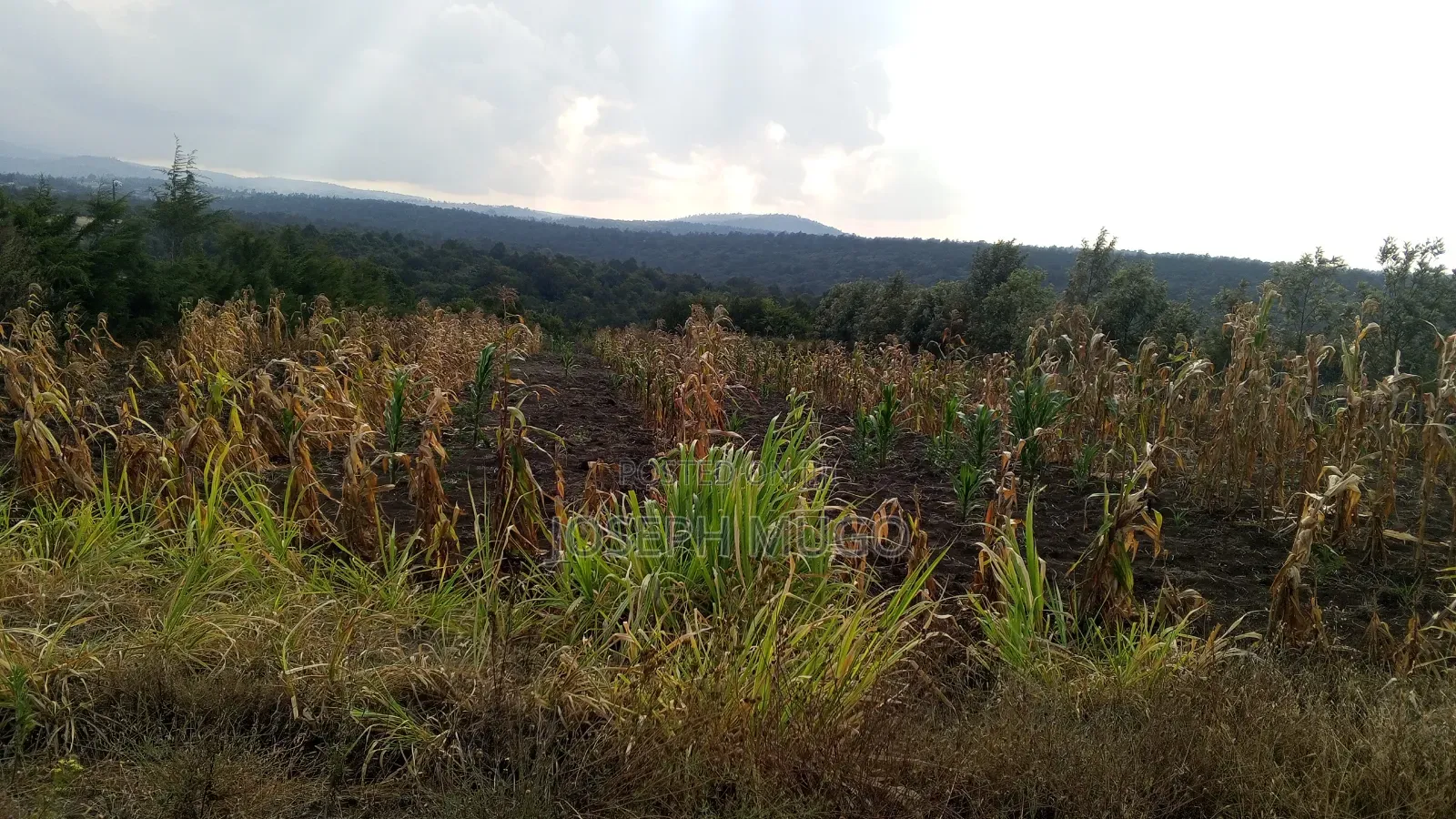 Commercial Lands on Sale