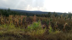 Commercial Lands on Sale