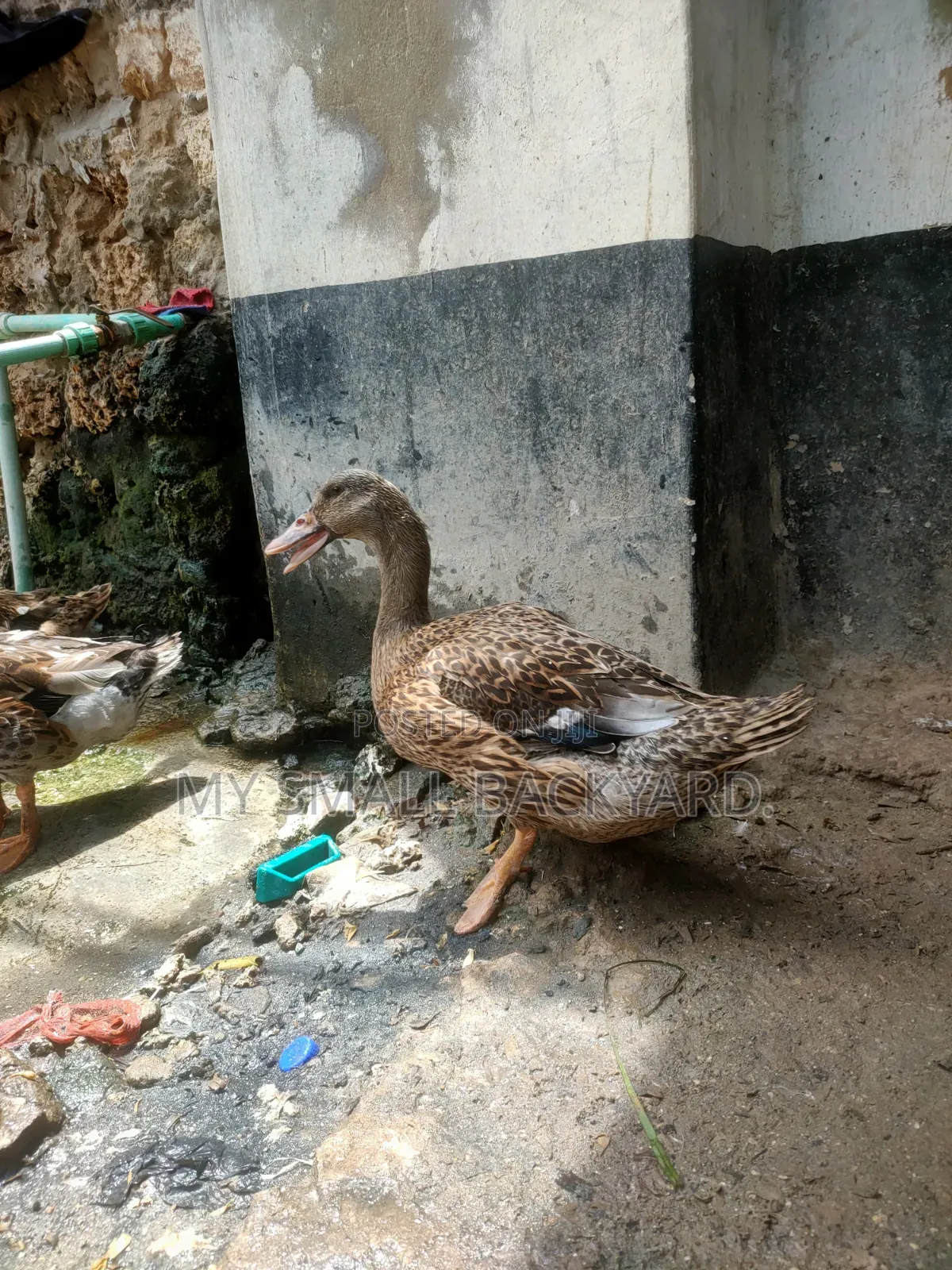 Roeun Female Ducks
