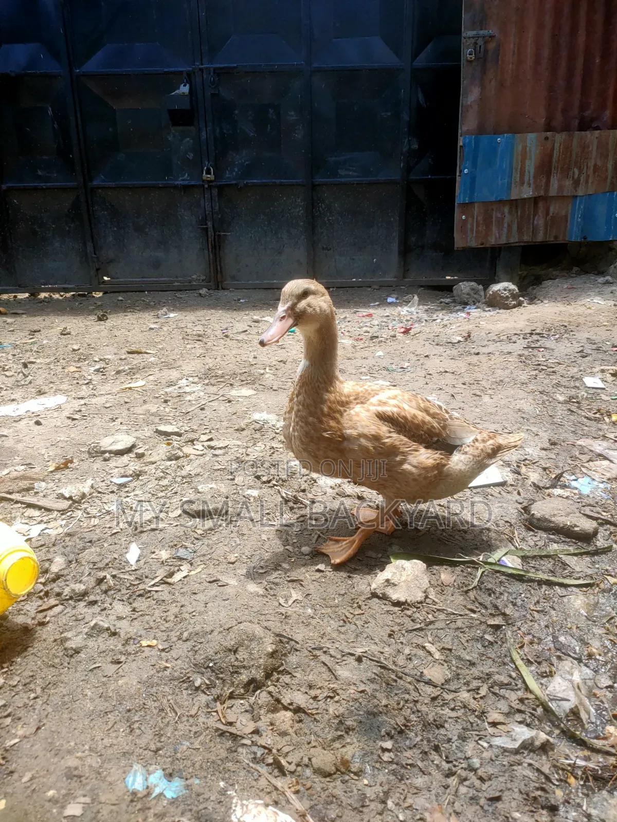 Roeun Female Ducks