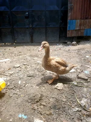 Roeun Female Ducks