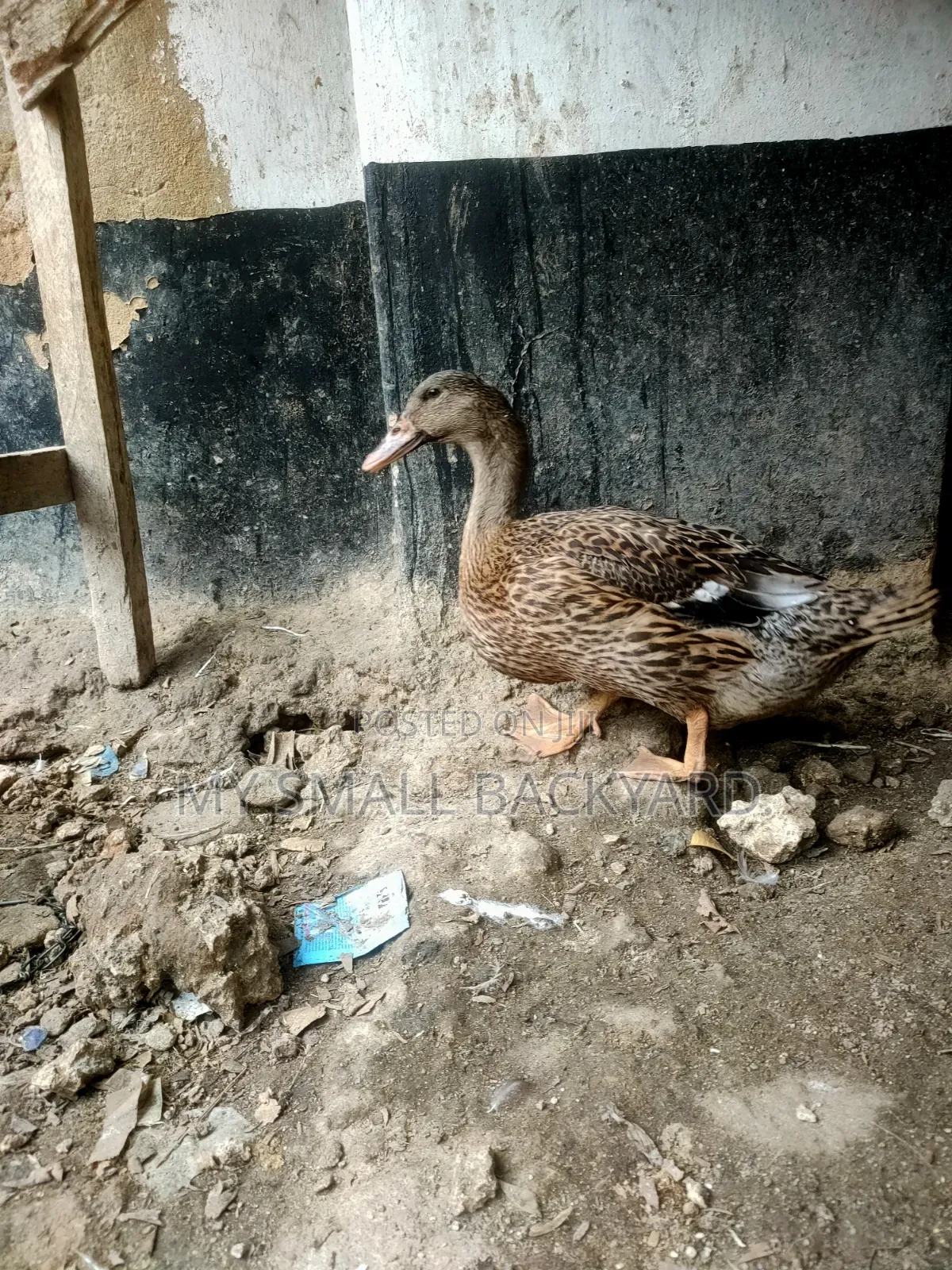 Roeun Female Ducks