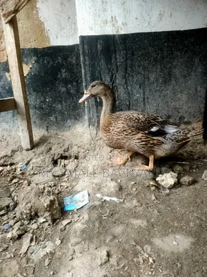 Roeun Female Ducks