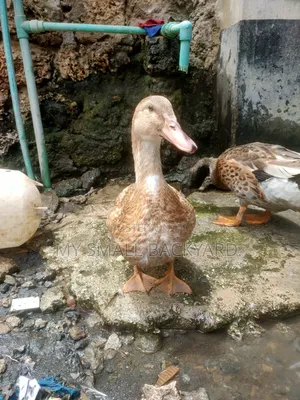 Roeun Female Ducks