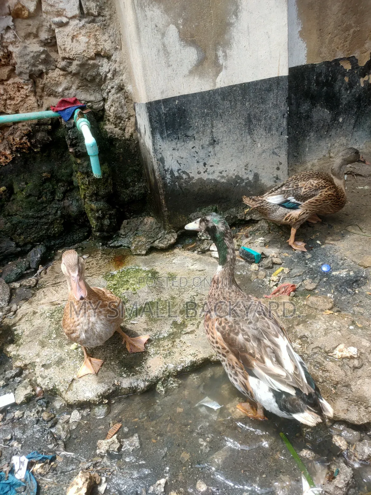 Roeun Female Ducks