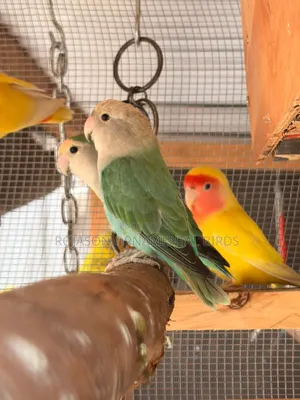 Pets Birds Parrots