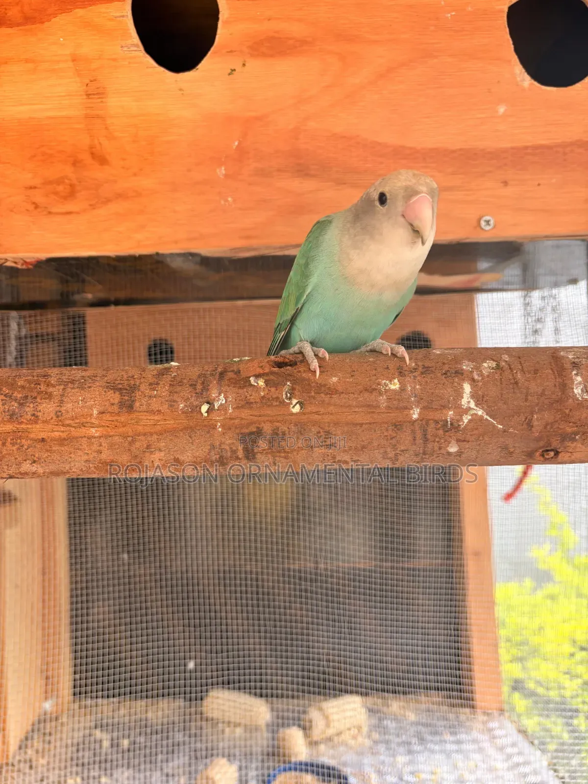 Pets Birds Parrots