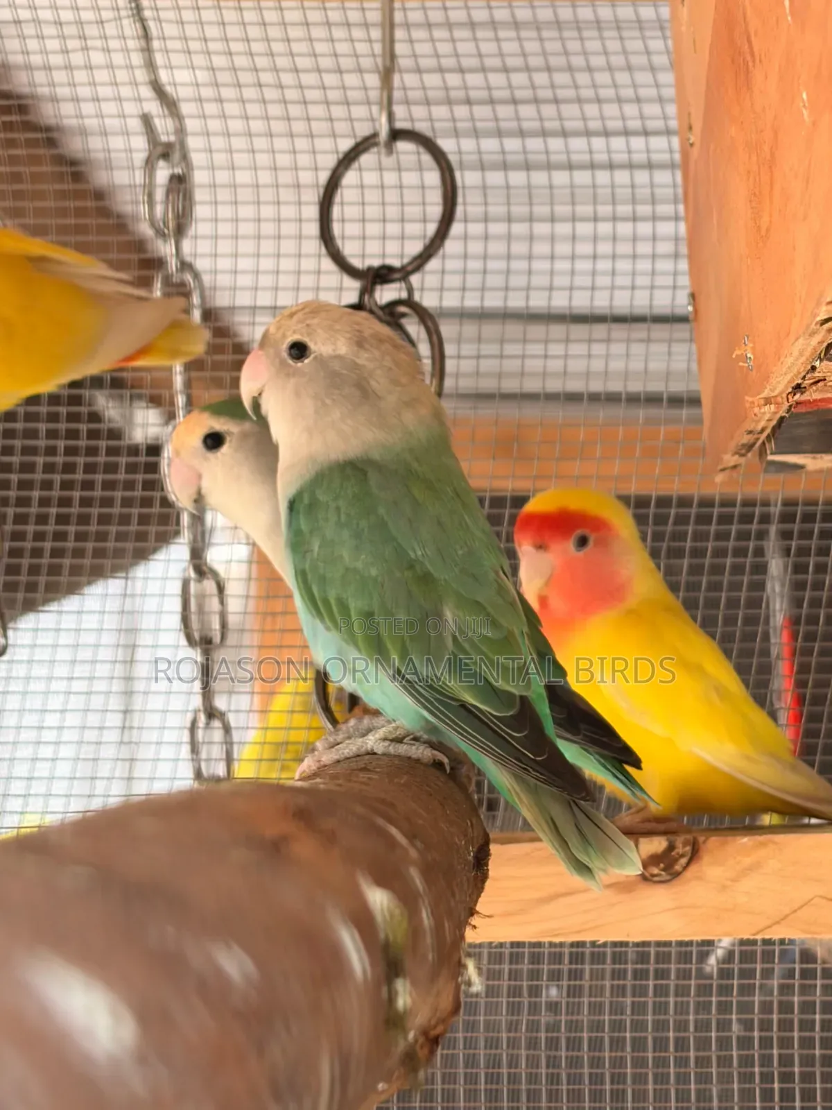 Pets Birds Parrots