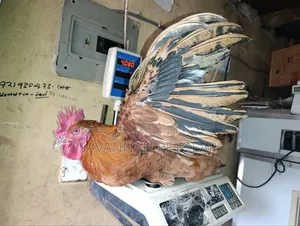 Mature Jogoos/Cocks for Meat or Breeding Improved Kienyeji Breeds