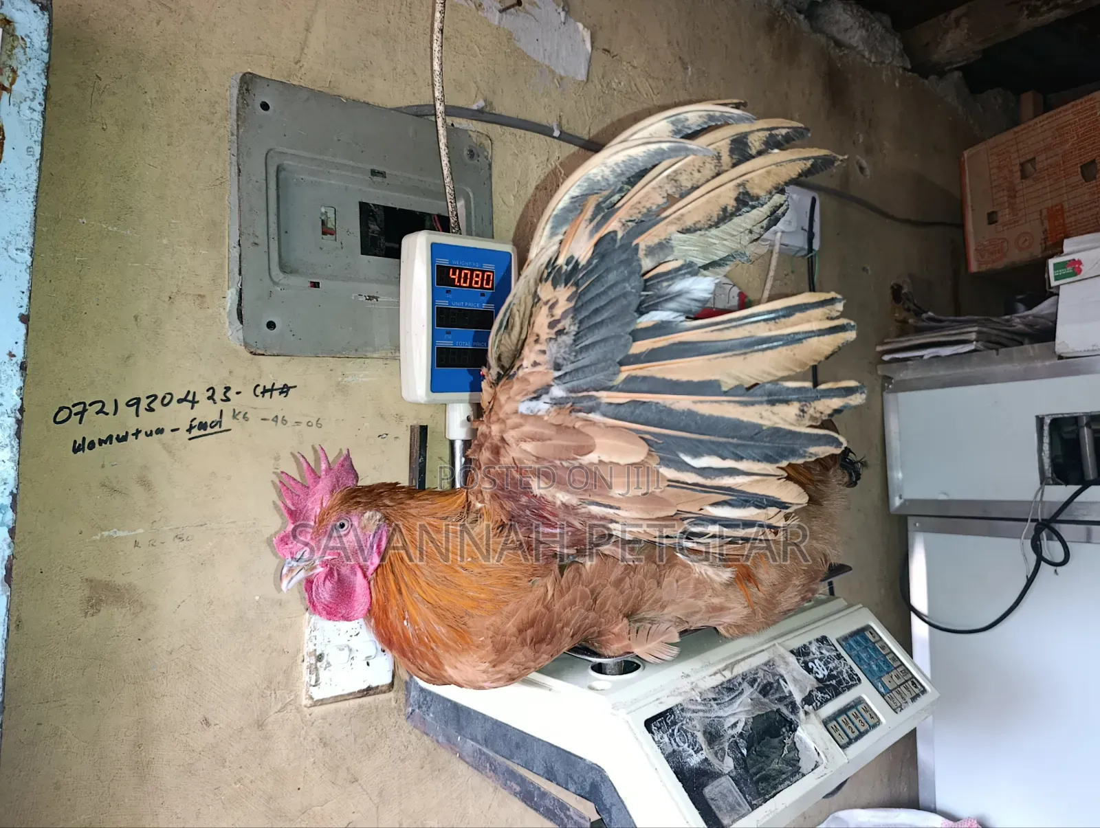Mature Jogoos/Cocks for Meat or Breeding Improved Kienyeji Breeds