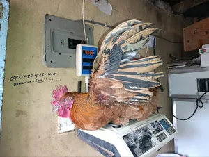 Mature Jogoos/Cocks for Meat or Breeding Improved Kienyeji Breeds