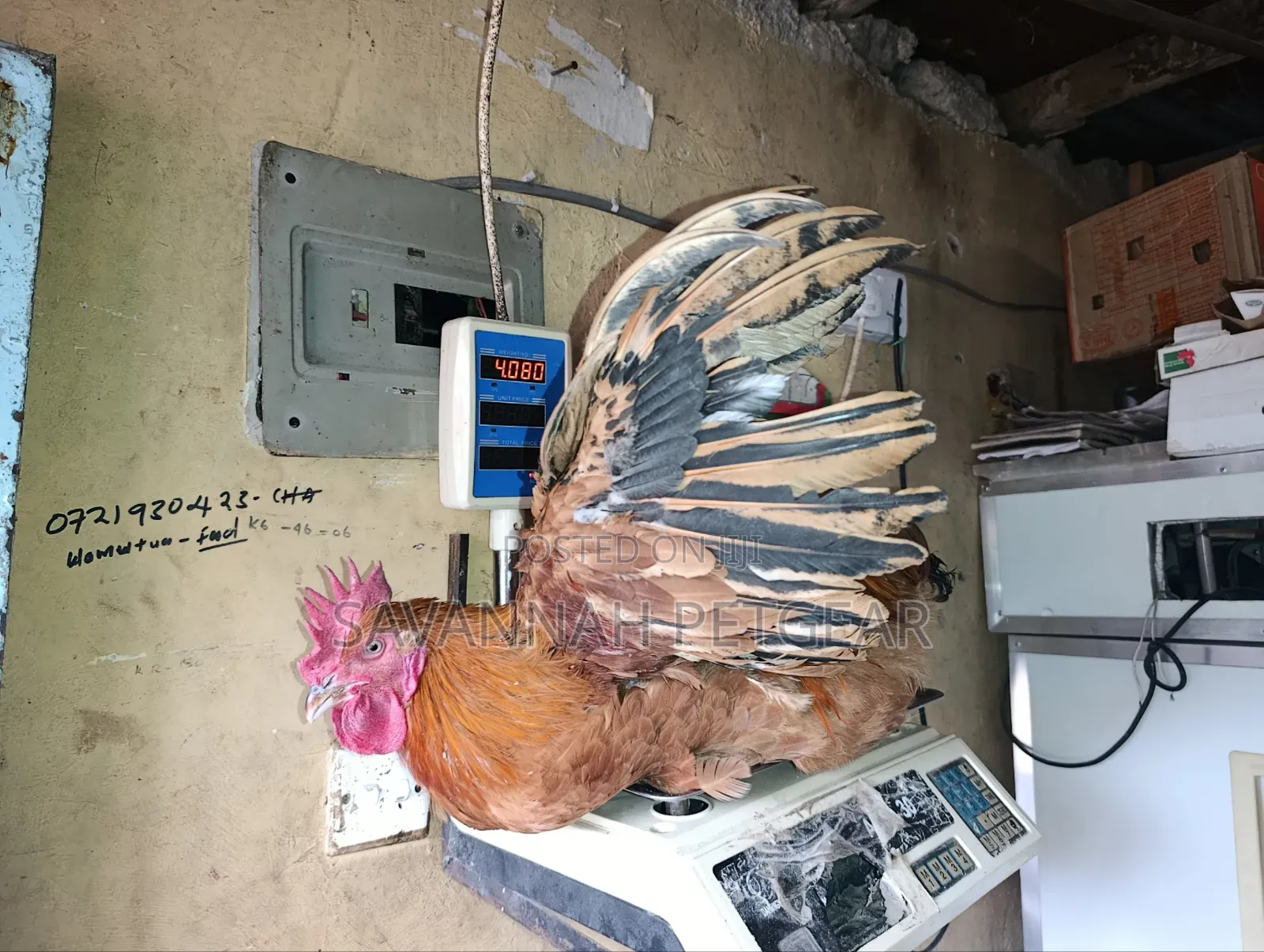 Mature Jogoos/Cocks for Meat or Breeding Improved Kienyeji Breeds