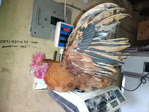 Mature Jogoos/Cocks for Meat or Breeding Improved Kienyeji Breeds