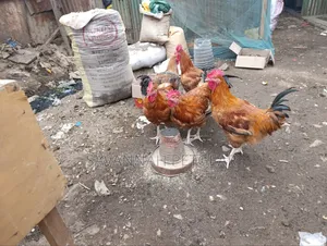 Mature Jogoos/Cocks for Meat or Breeding Improved Kienyeji Breeds