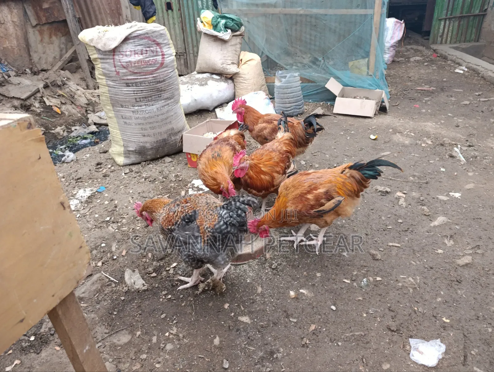 Mature Jogoos/Cocks for Meat or Breeding Improved Kienyeji Breeds