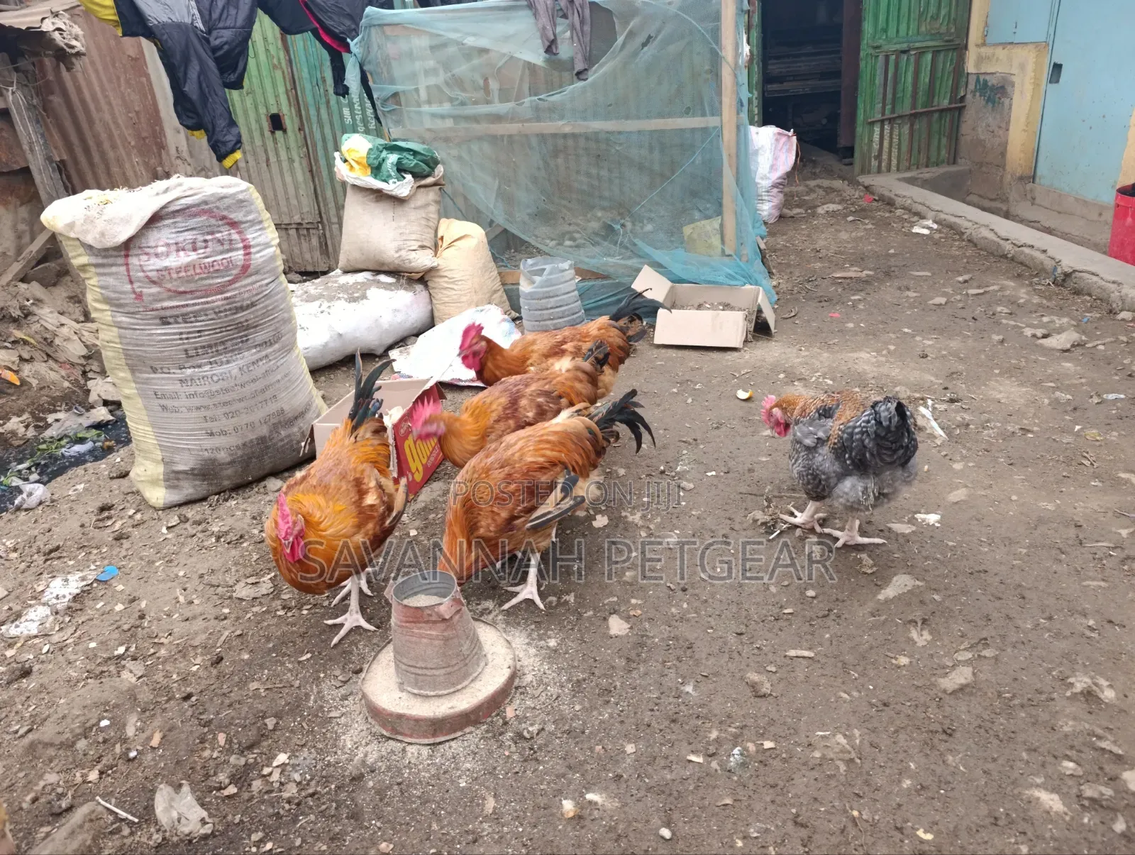 Mature Jogoos/Cocks for Meat or Breeding Improved Kienyeji Breeds