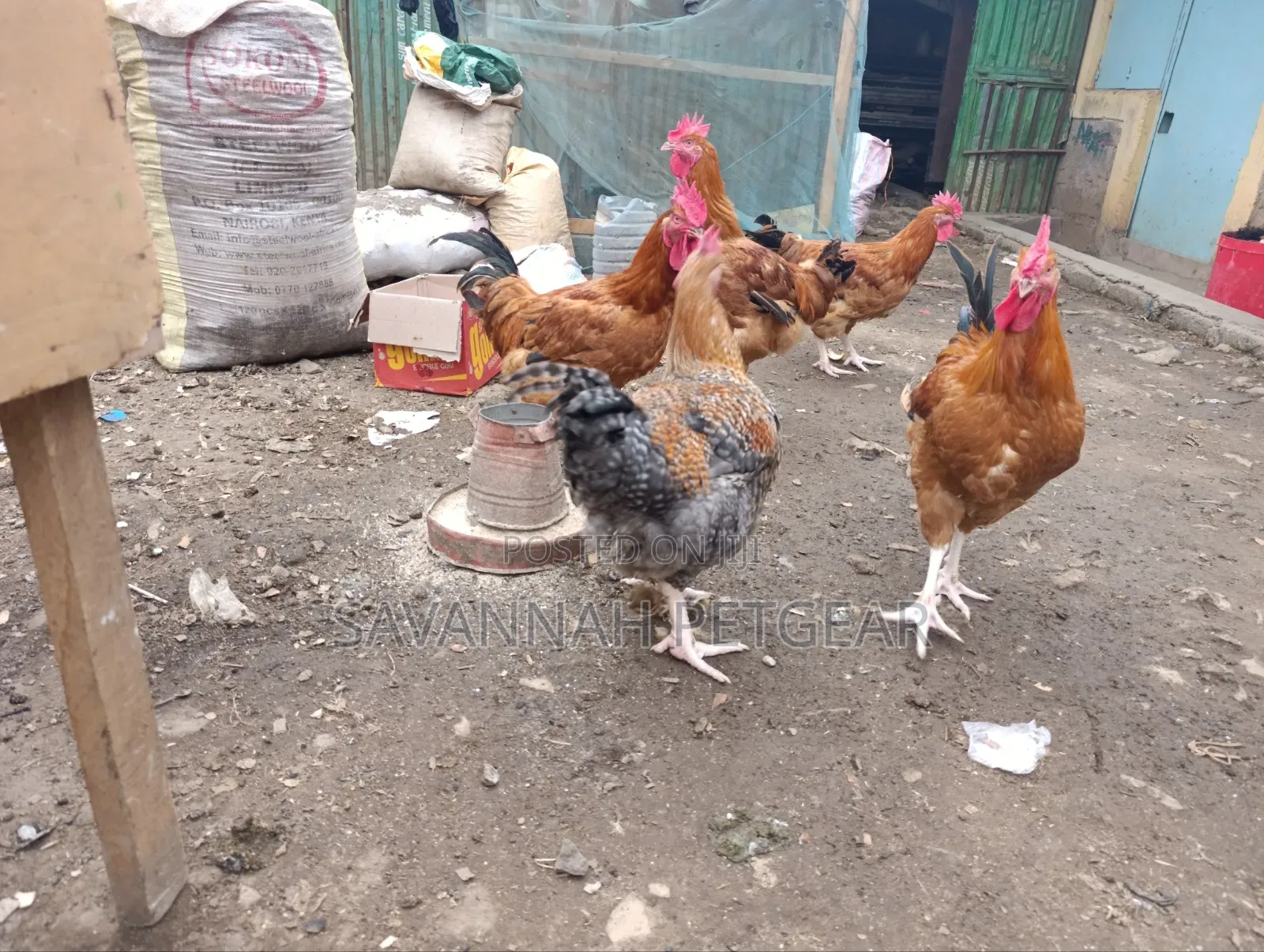 Mature Jogoos/Cocks for Meat or Breeding Improved Kienyeji Breeds