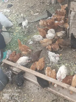Farmers Chicken