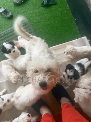 3-6 months Male Purebred Japanese Spitz