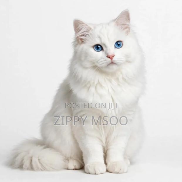 6-12 months Male Purebred Persian