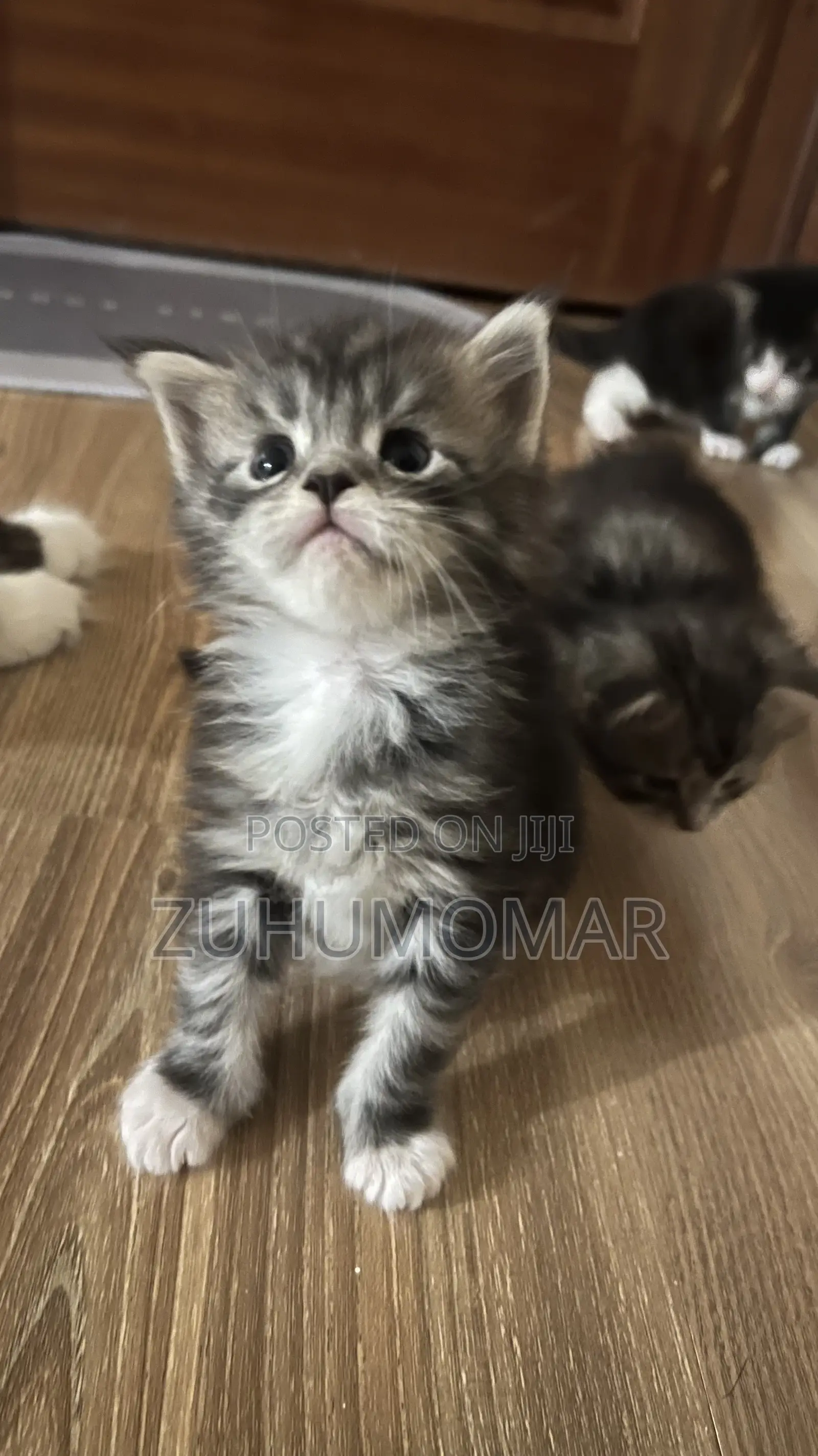 1-3 months Female Purebred Maine Coon