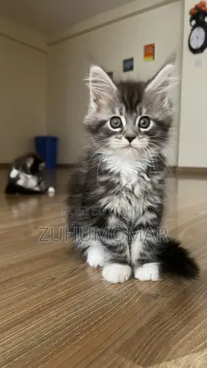 1-3 months Female Purebred Maine Coon
