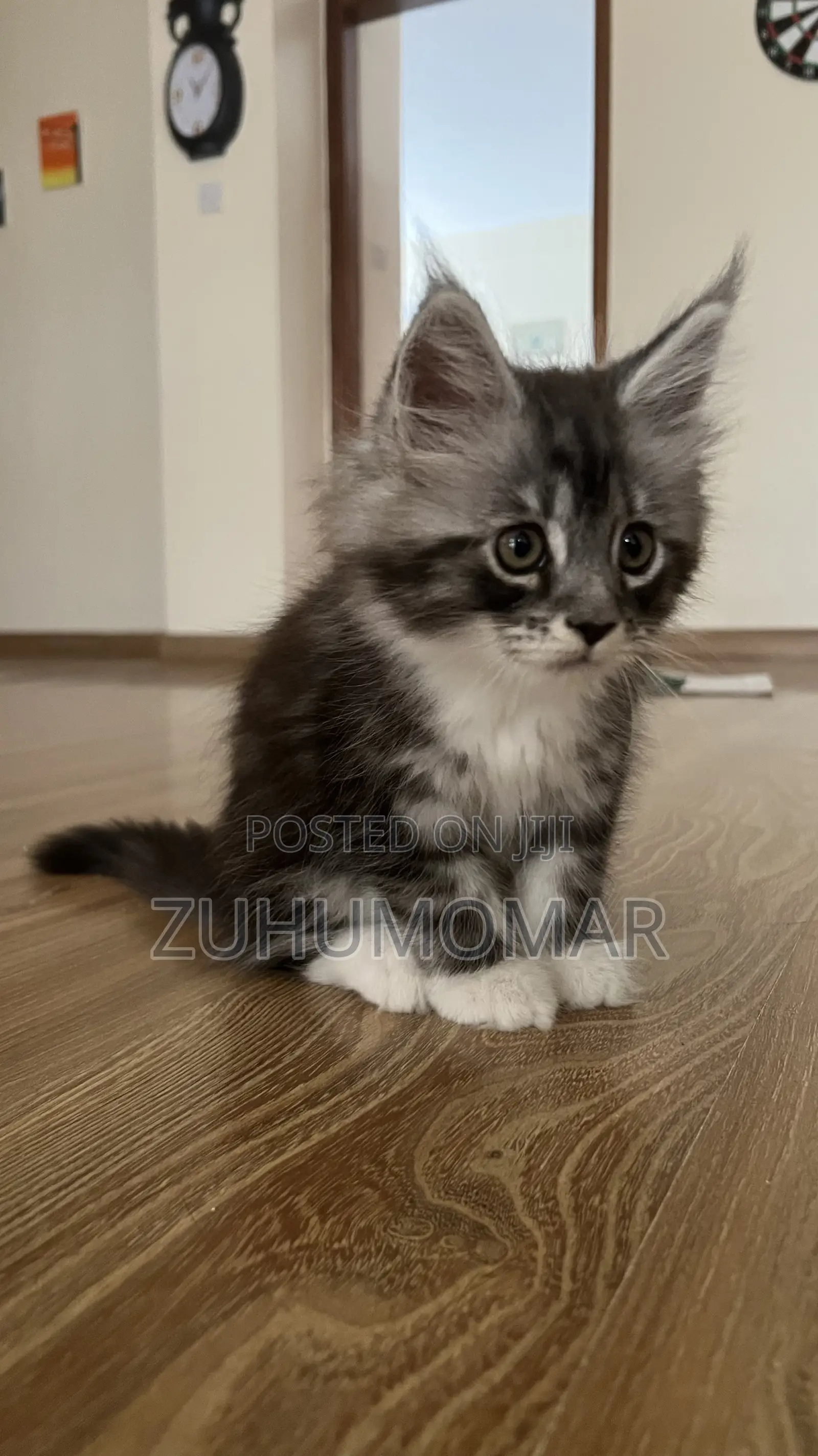 1-3 months Female Purebred Maine Coon