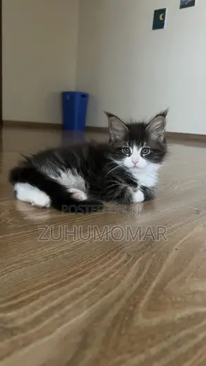 1-3 months Female Purebred Maine Coon