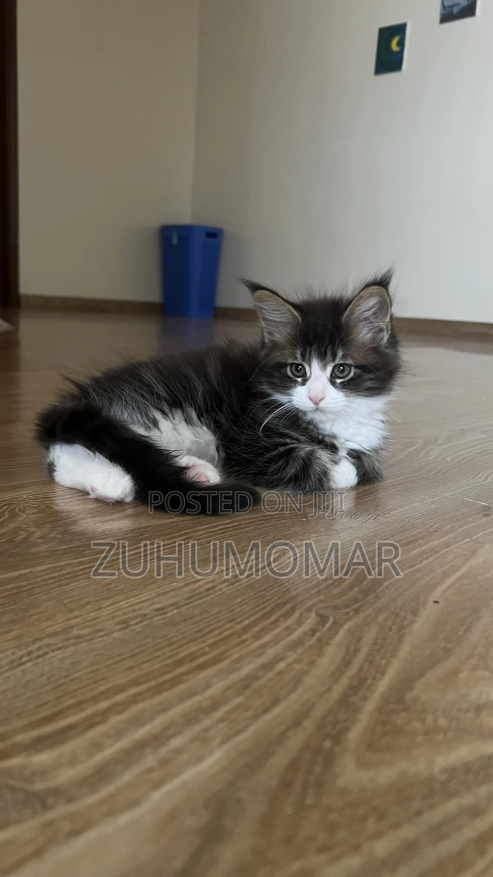 1-3 months Female Purebred Maine Coon