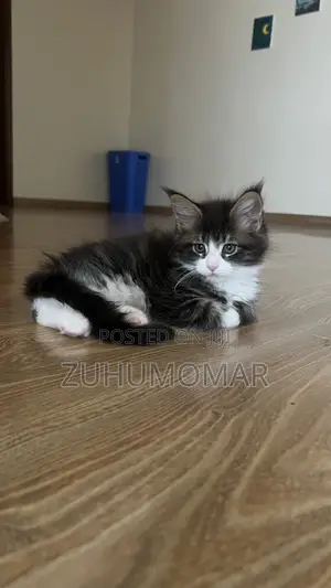 1-3 months Female Purebred Maine Coon