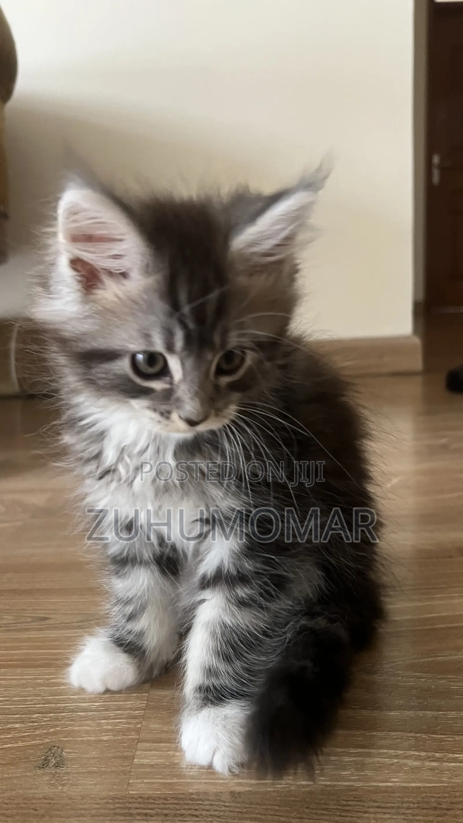 1-3 months Female Purebred Maine Coon