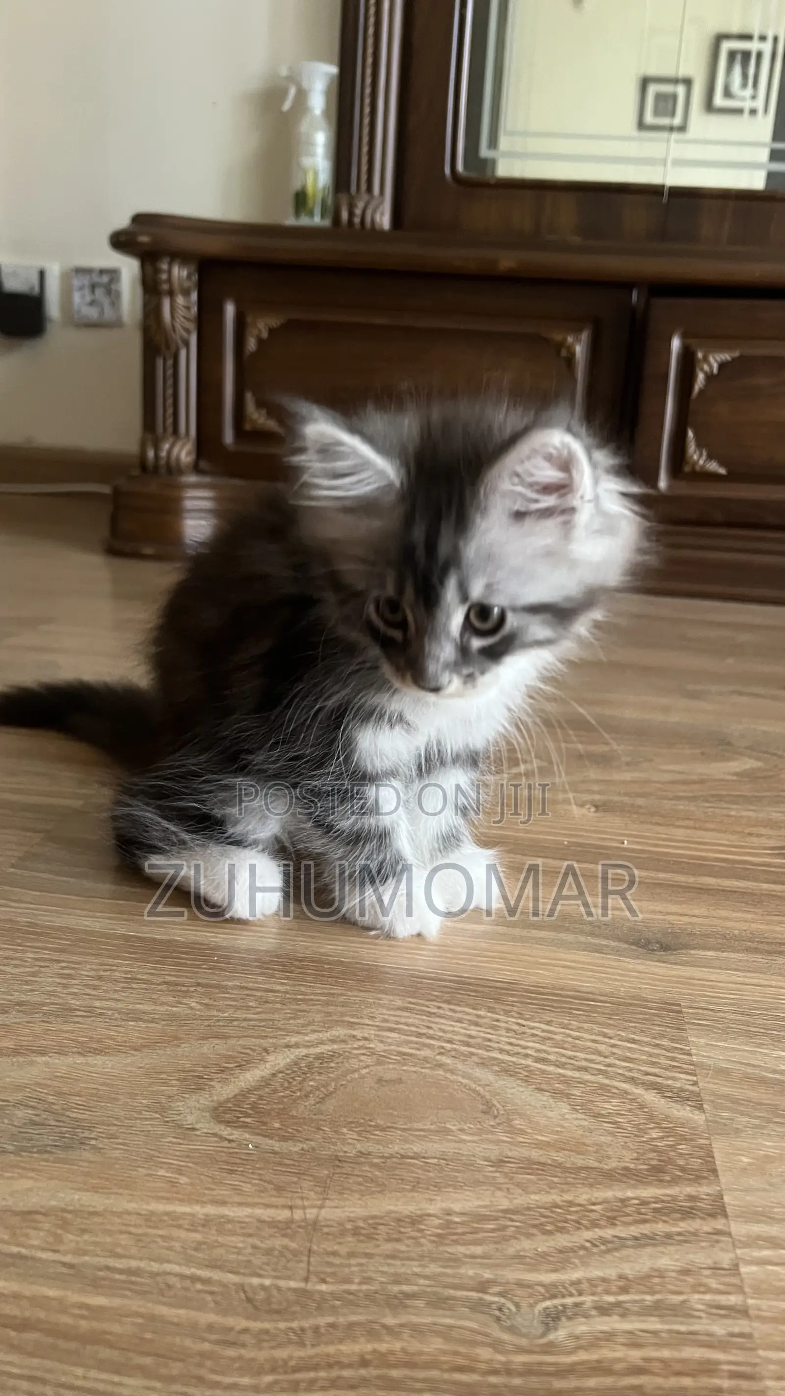 1-3 months Female Purebred Maine Coon