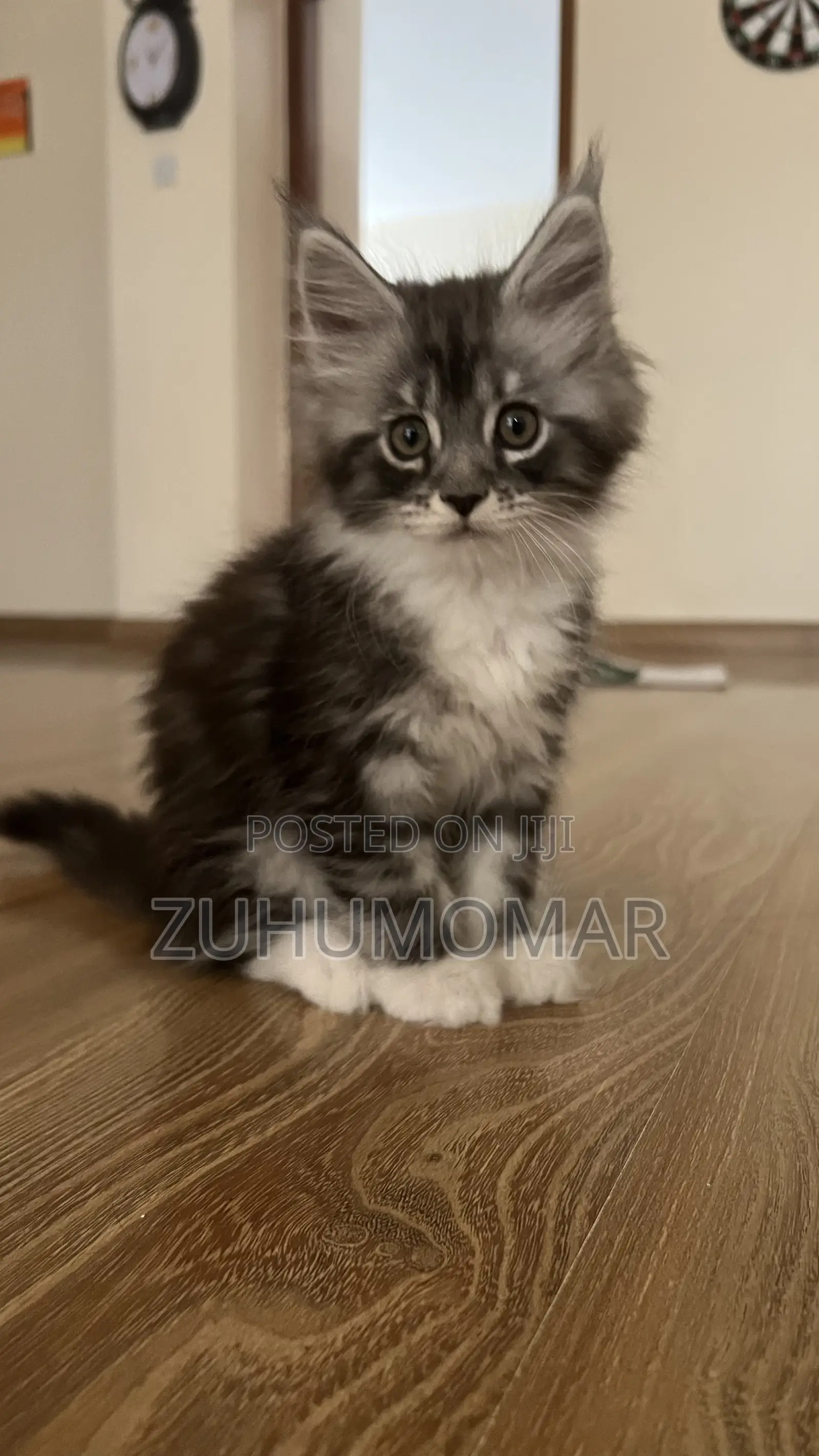 1-3 months Female Purebred Maine Coon