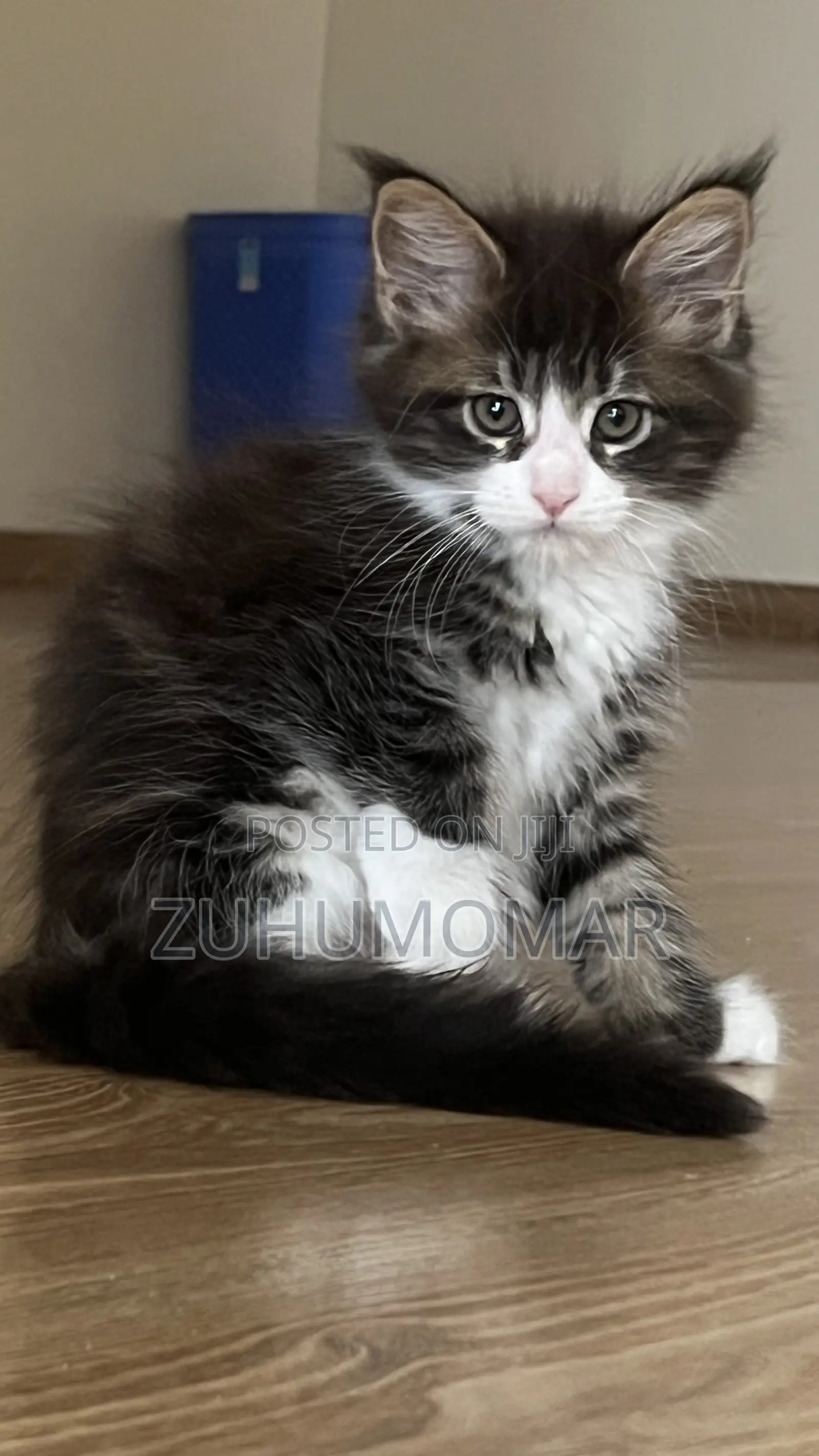 1-3 months Female Purebred Maine Coon